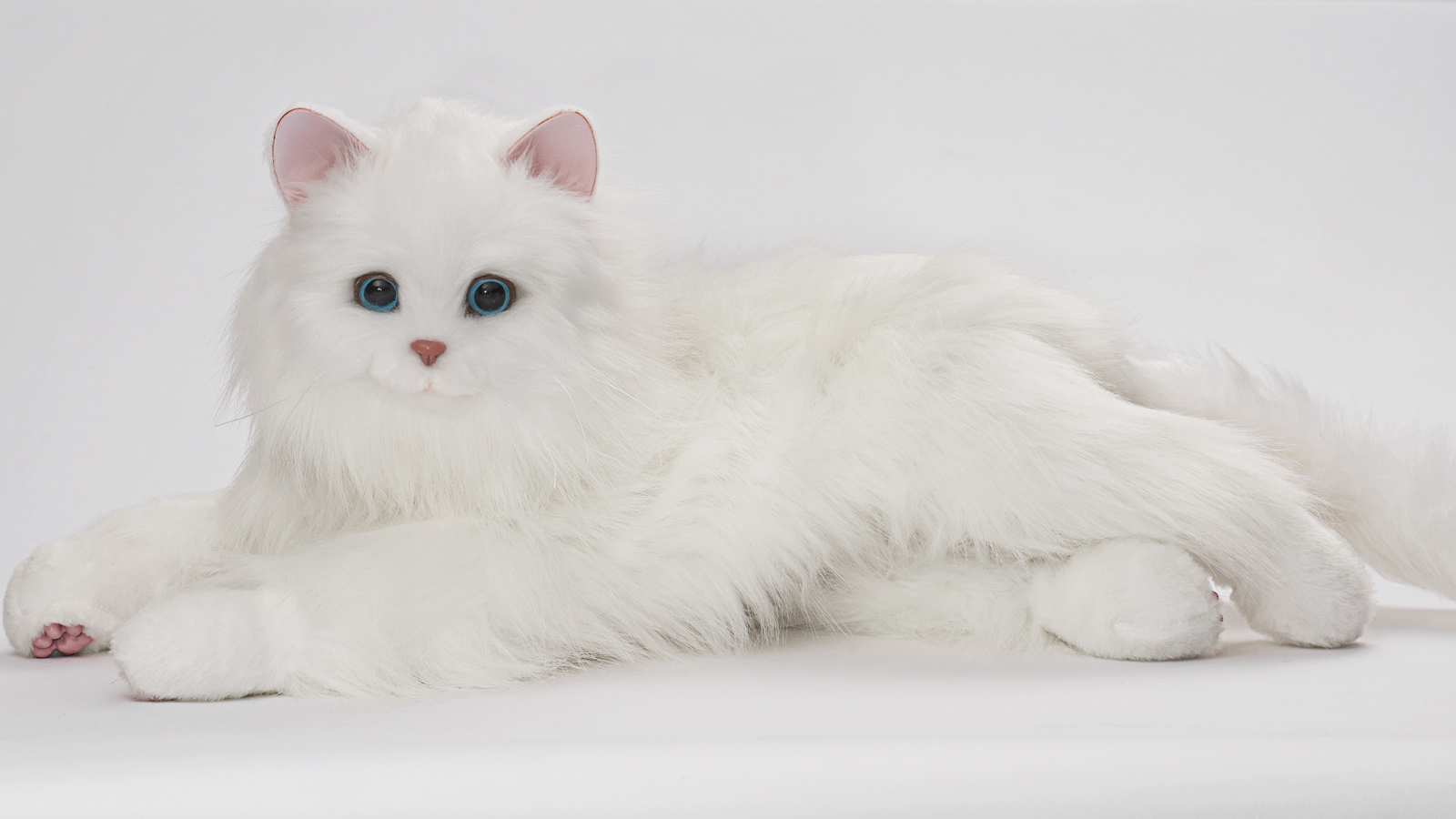 amaenbouneko-16x9.jpg